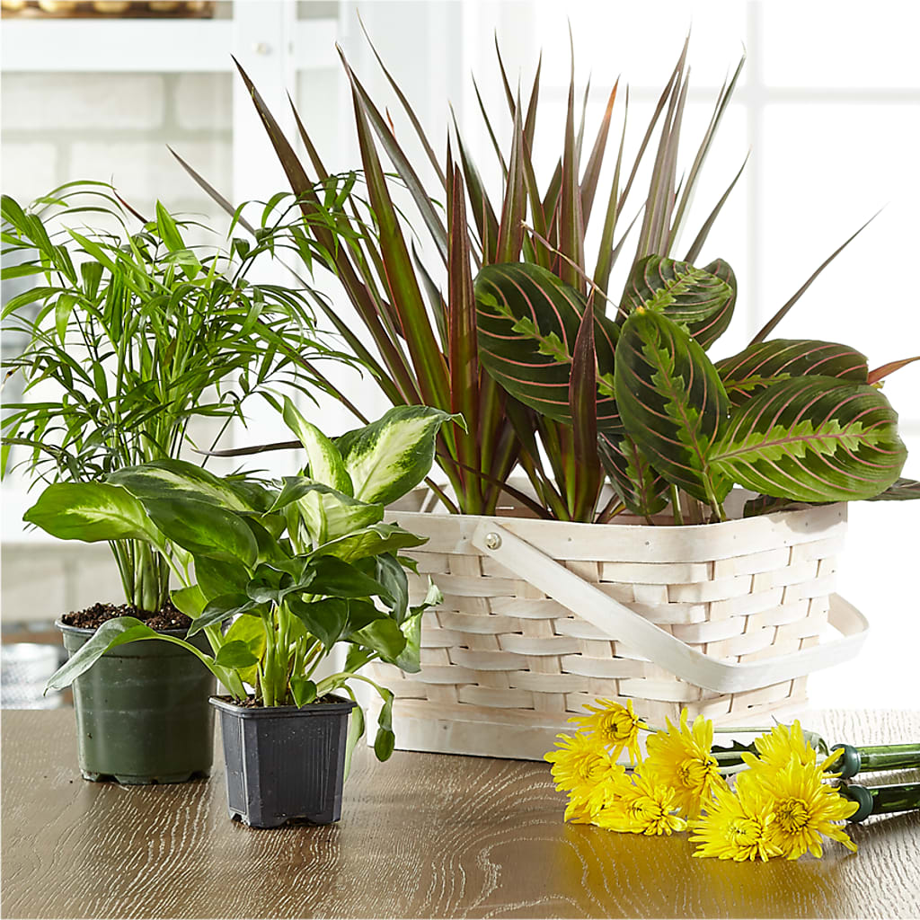 Florist Designed Blooming and Green Plants in a Basket – Hlm Floral Events, Los Angeles CA