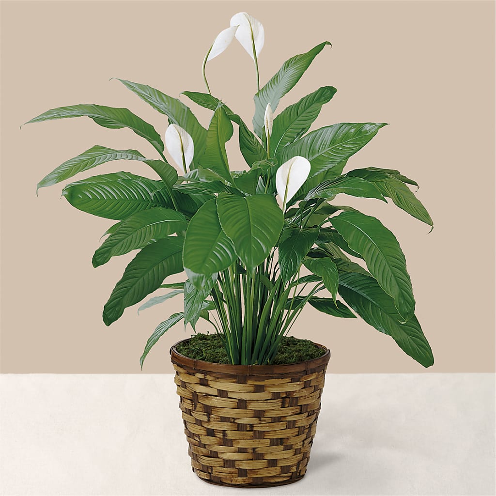 Tranquil Moments Peace Lily Plant – Hlm Floral Events, Los Angeles CA
