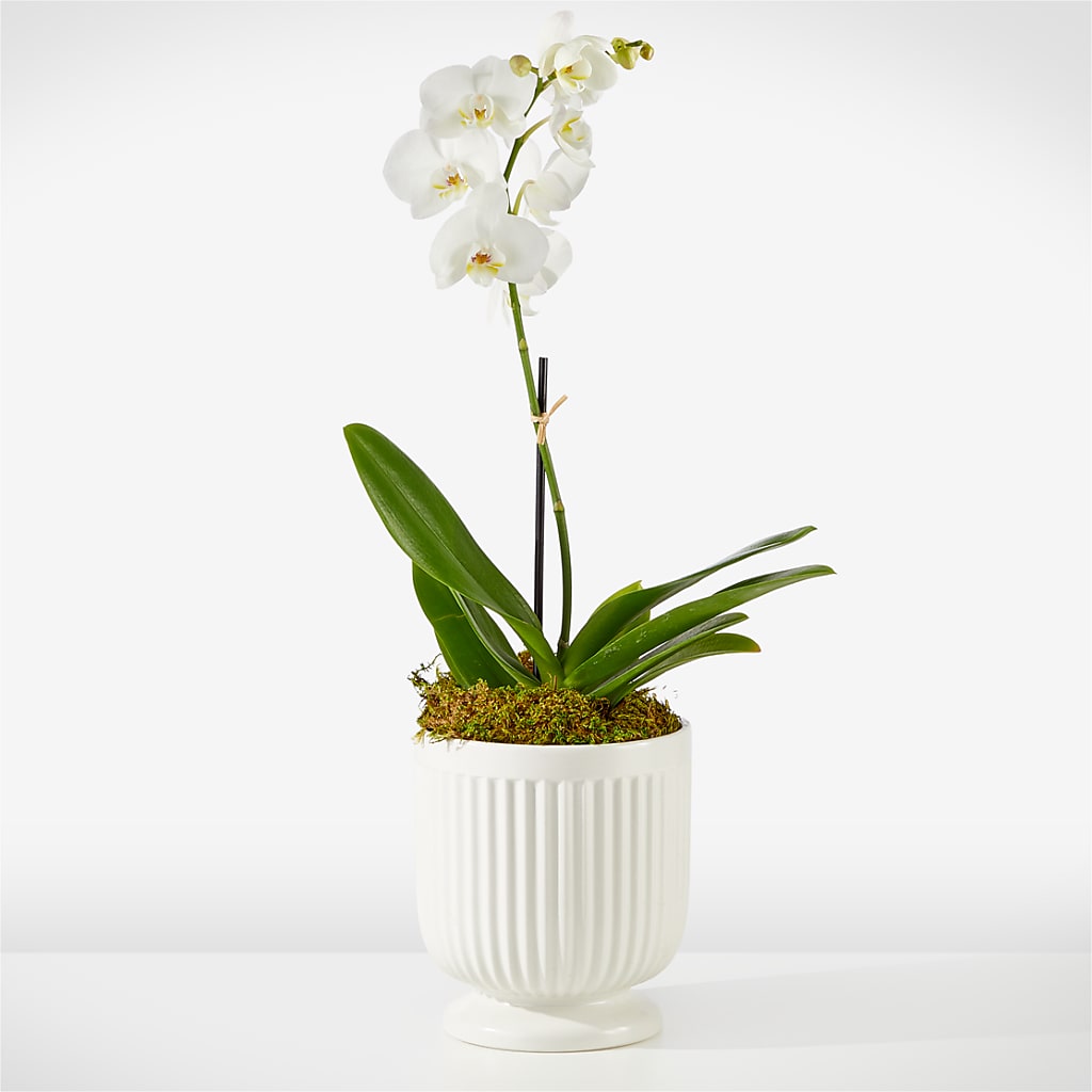 Whispering White Orchid – Hlm Floral Events, Los Angeles CA