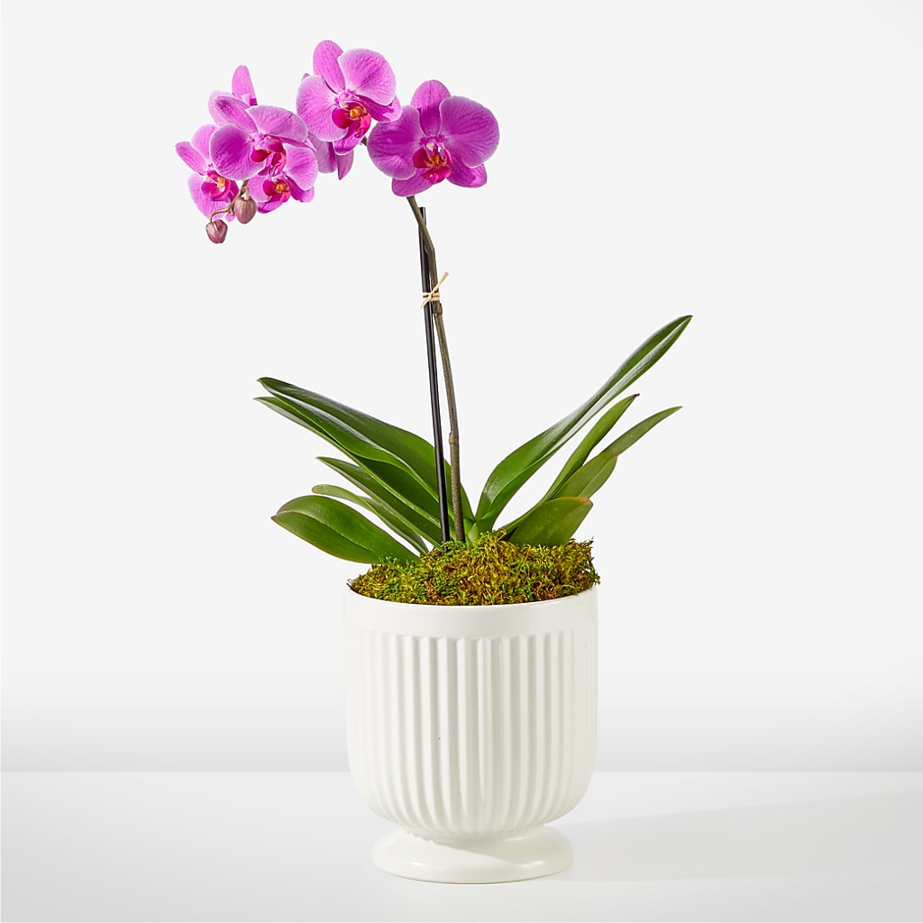 Friendly Fuchsia Orchid – Hlm Floral Events, Los Angeles CA