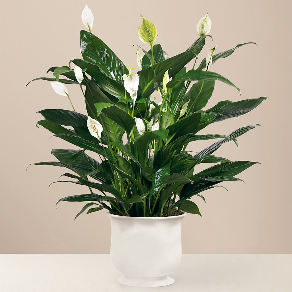 Comfort Planter – Hlm Floral Events, Los Angeles CA