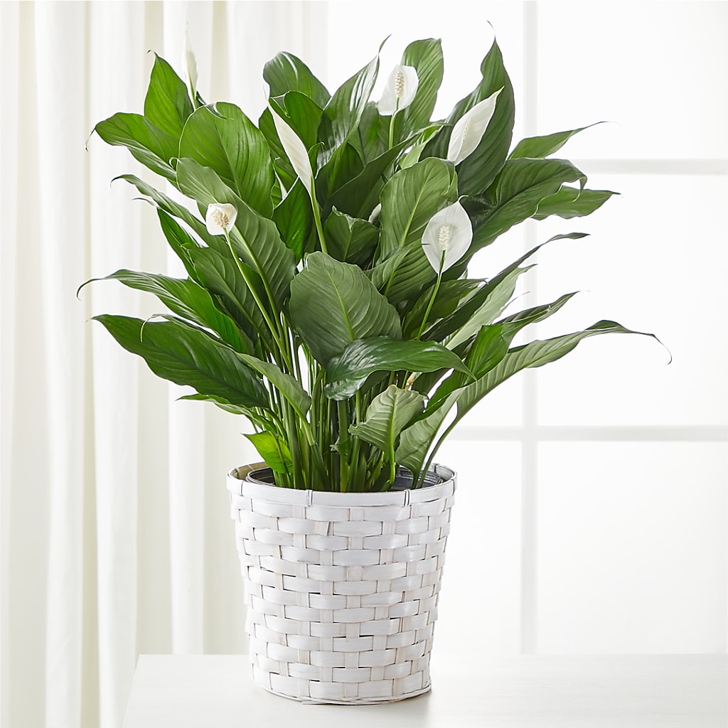 A New Leaf Peace Lily – Hlm Floral Events, Los Angeles CA