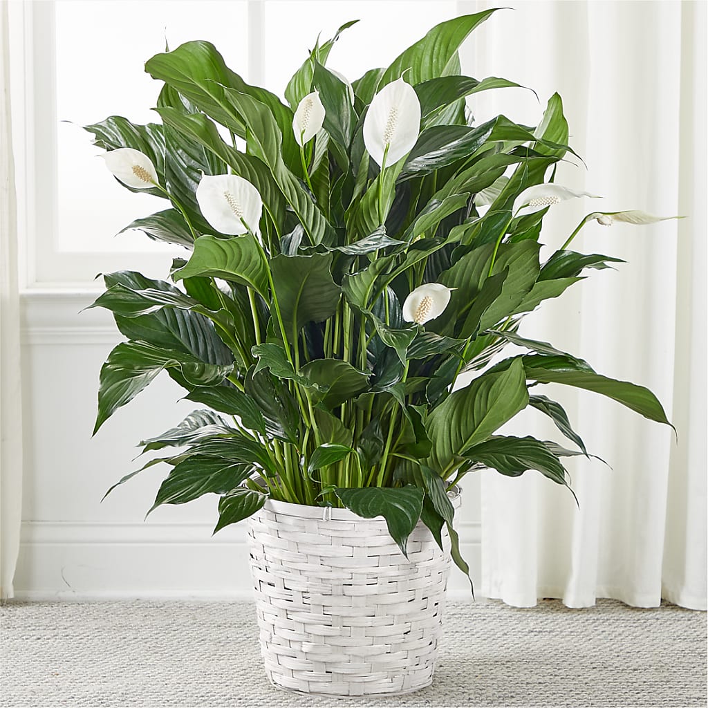 A New Leaf Peace Lily – Hlm Floral Events, Los Angeles CA