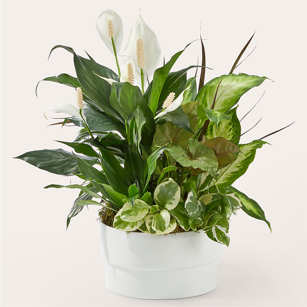 Radiating Positivity Dishgarden – Hlm Floral Events, Los Angeles CA