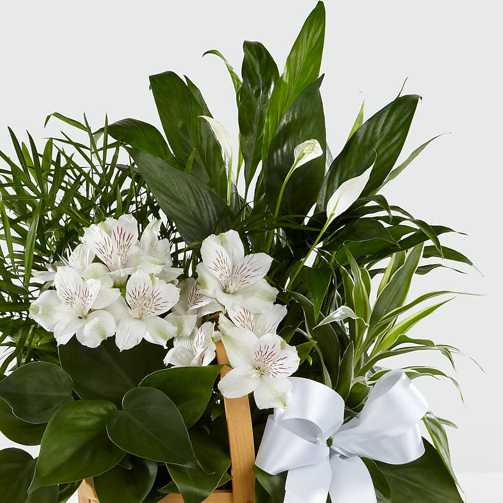 Peace & Serenity Dishgarden –  Hlm Floral Events, Los Angeles CA