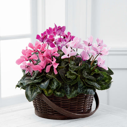 Mixed Cyclamen Planter –  Hlm Floral Events, Los Angeles CA