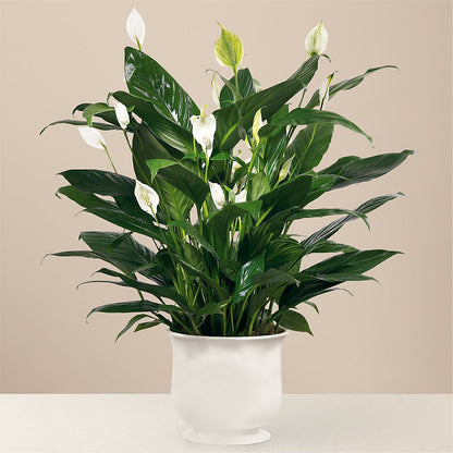 Comfort Planter –  Hlm Floral Events, Los Angeles CA