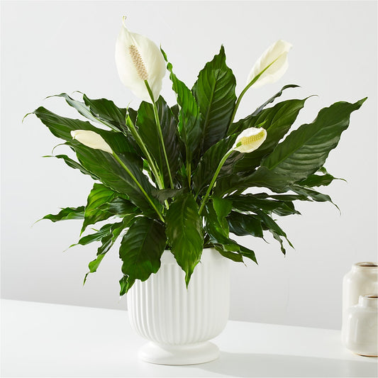 Comfort Planter –  Hlm Floral Events, Los Angeles CA