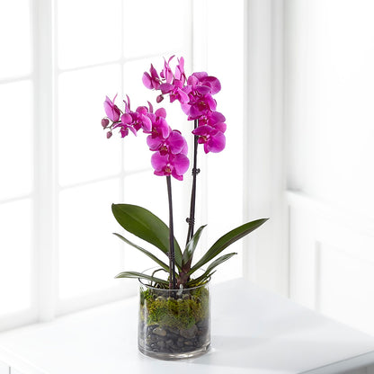 Pink Orchid Plant –  Hlm Floral Events, Los Angeles CA