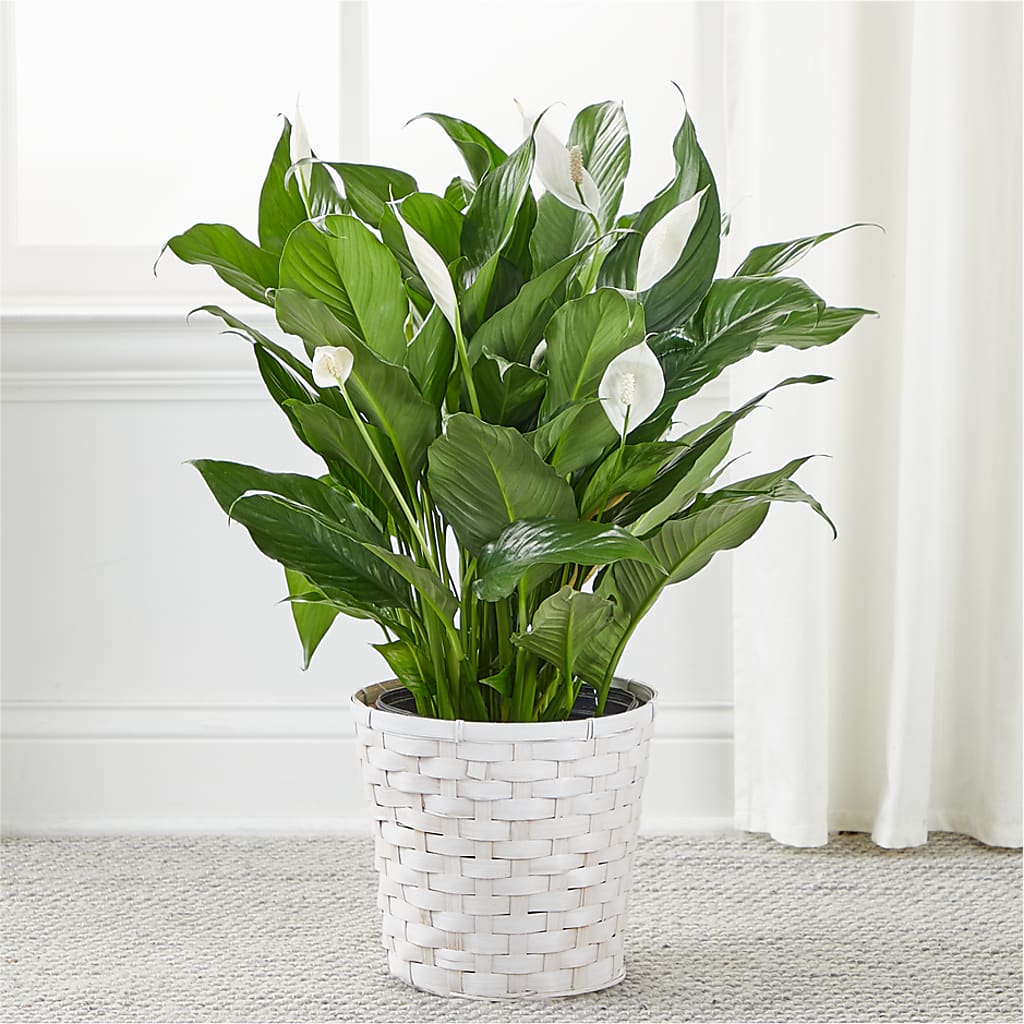 A New Leaf Peace Lily –  Hlm Floral Events, Los Angeles CA