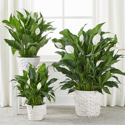 A New Leaf Peace Lily –  Hlm Floral Events, Los Angeles CA