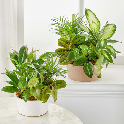 Balance & Harmony Dishgarden –  Hlm Floral Events, Los Angeles CA