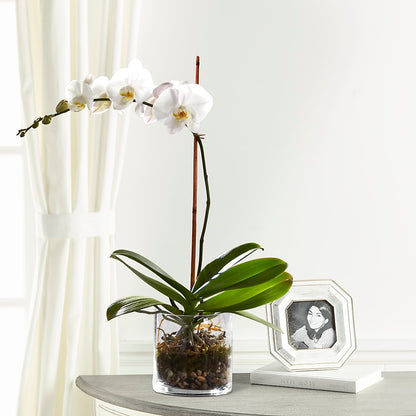 White Orchid Planter –  Hlm Floral Events, Los Angeles CA