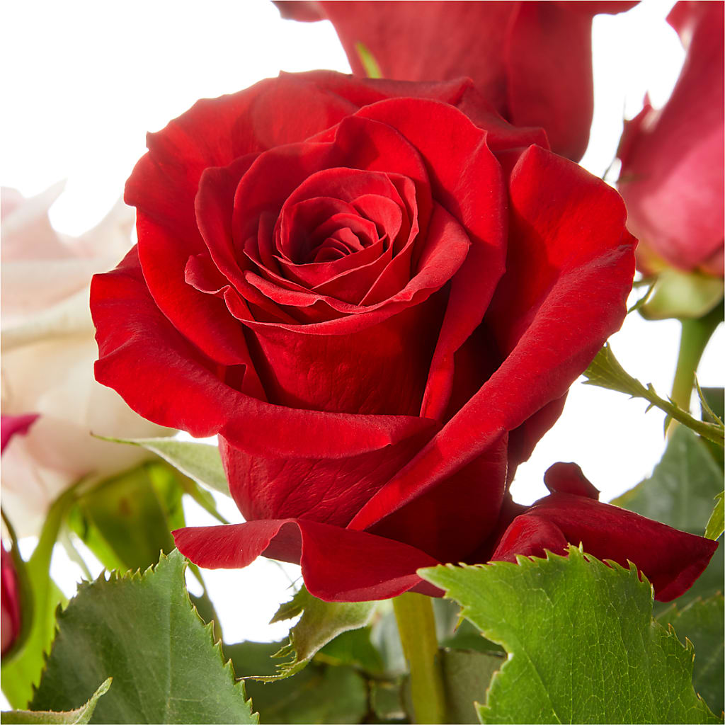 Love Notes Rose Bouquet –  Hlm Floral Events, Los Angeles CA